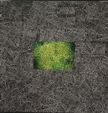 mossneedlescollage-1.jpg