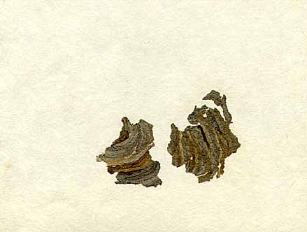 bark-35