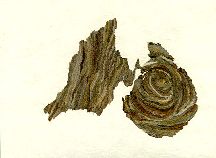 bark042w